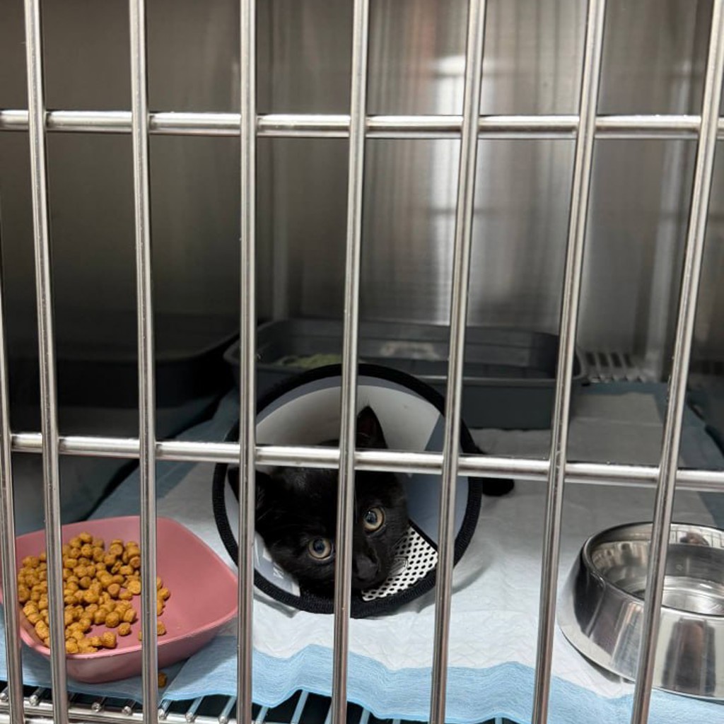 Котёнок на лечение