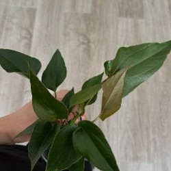 Сциндапсус пиктус - фото 3