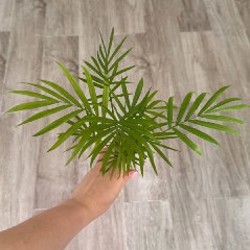 Сциндапсус пиктус - фото 7