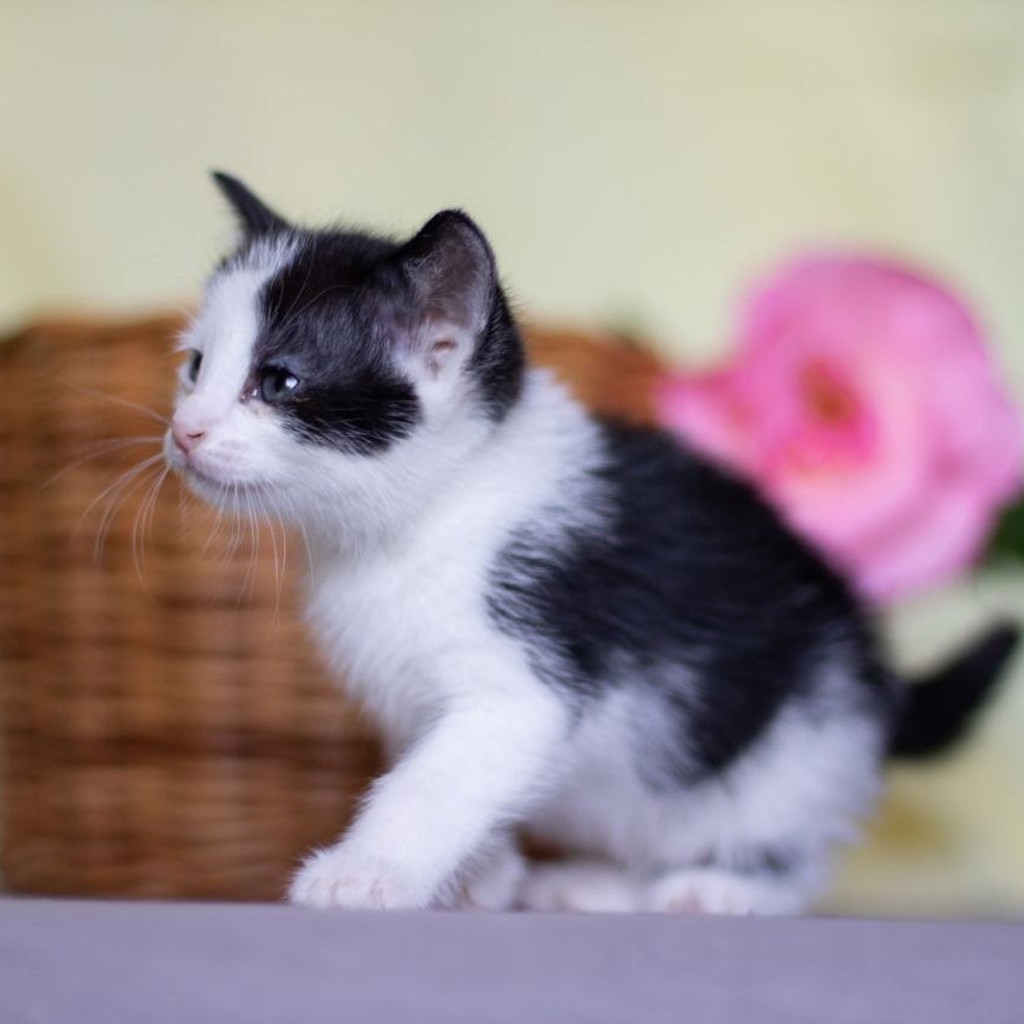 Котенок