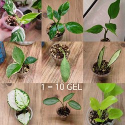 Комнатные растения - фото 10