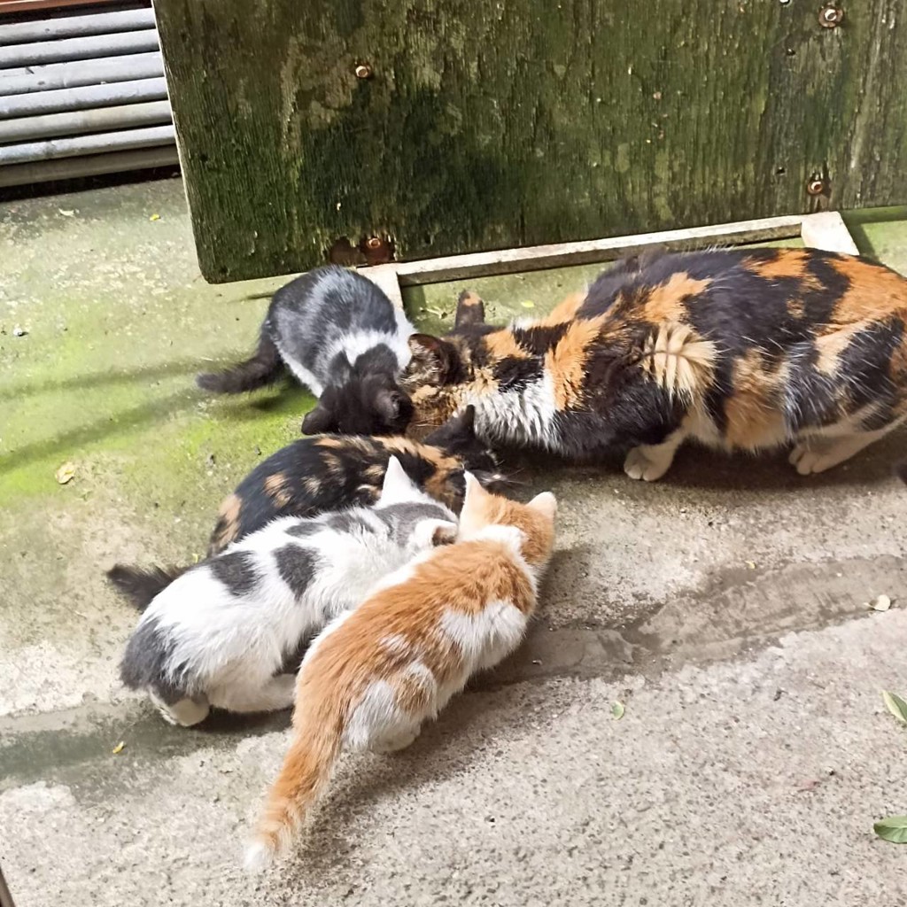 Кошачья семья