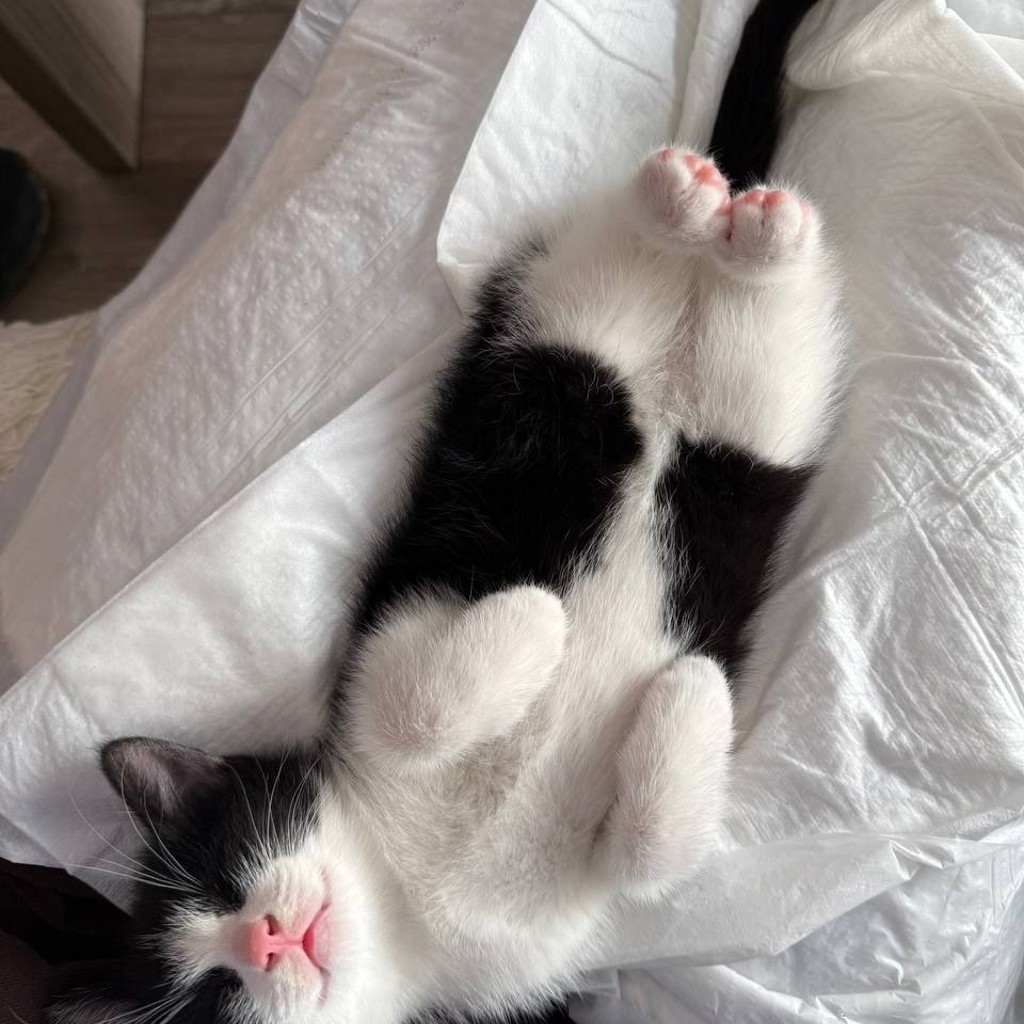 Котята