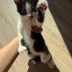 Котята - фото 2