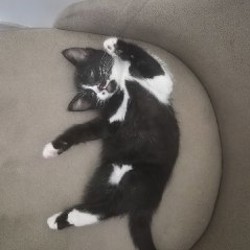 Котята - фото 3