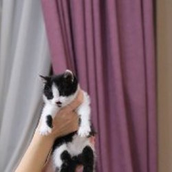Котята - фото 4
