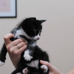 Котята - фото 5