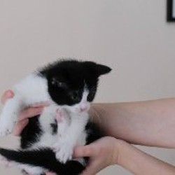 Котята - фото 6