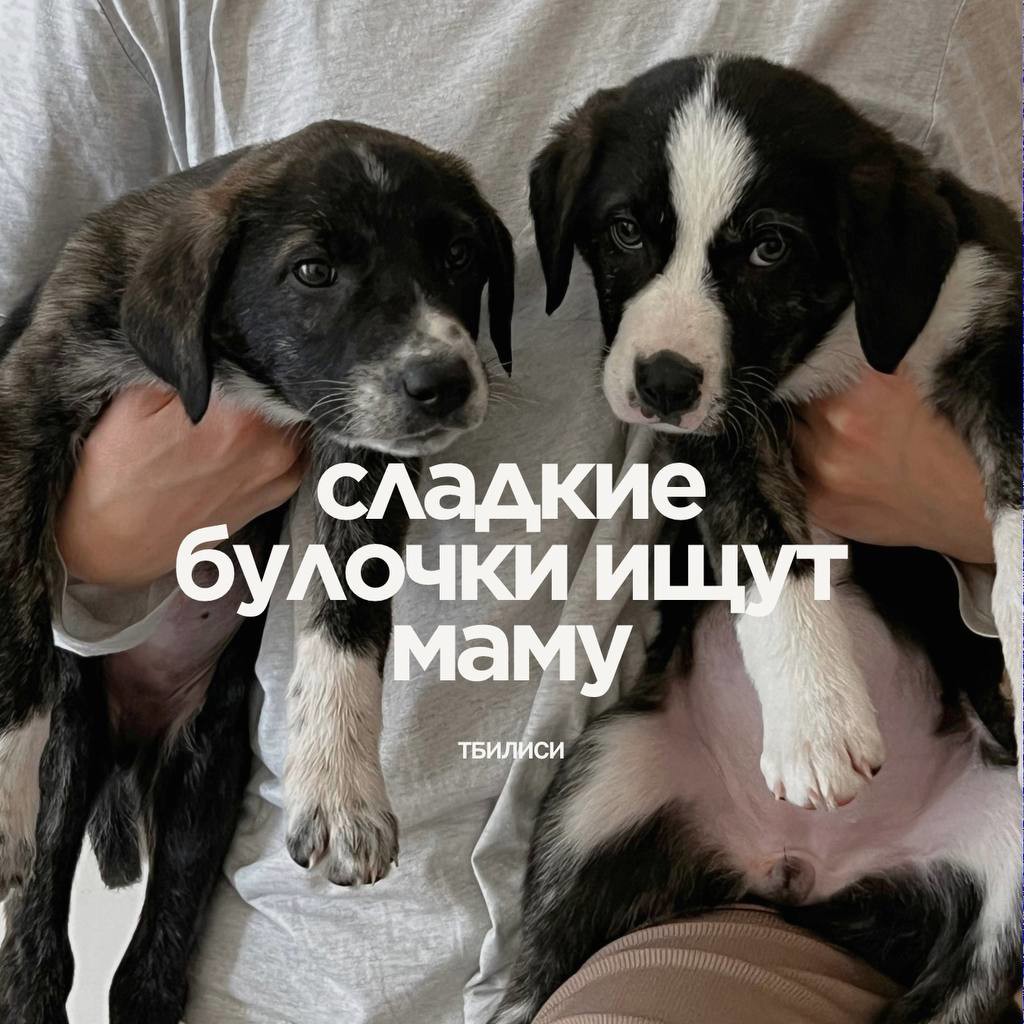 Холли