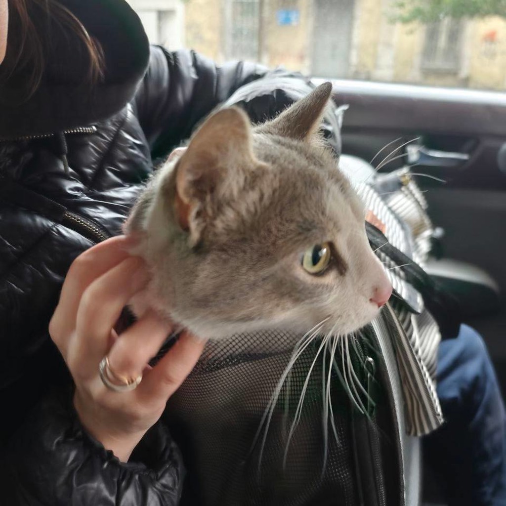 Котик