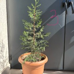 Колеус - фото 3