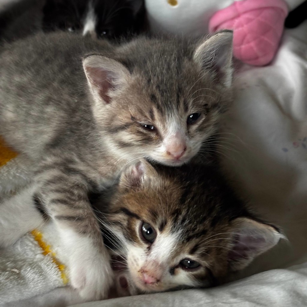 Котята