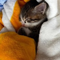 Котята - фото 2