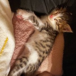 Котята - фото 3