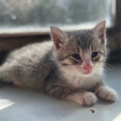 Котята - фото 6