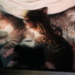 Котята - фото 7