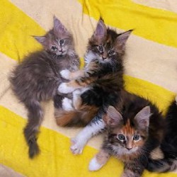 Котята мейн-кун - фото 2