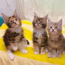 Котята мейн-кун - фото 3