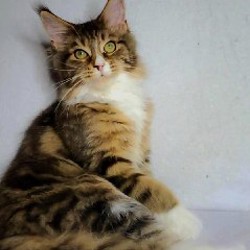 Котята мейн-кун - фото 9