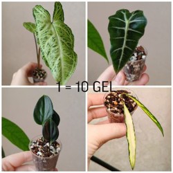 Комнатные растения - фото 3