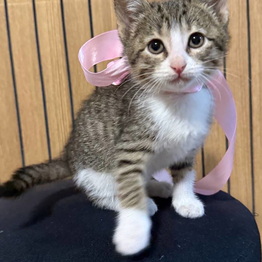 Котенок