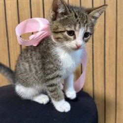 Котенок - фото 2