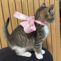 Котенок - фото 3