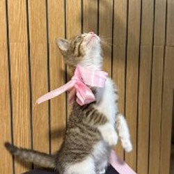 Котенок - фото 4