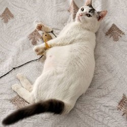 Кошка Минти - фото 2