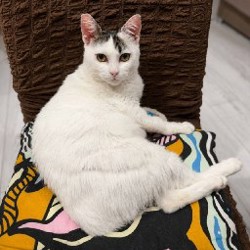 Кошка Минти - фото 3
