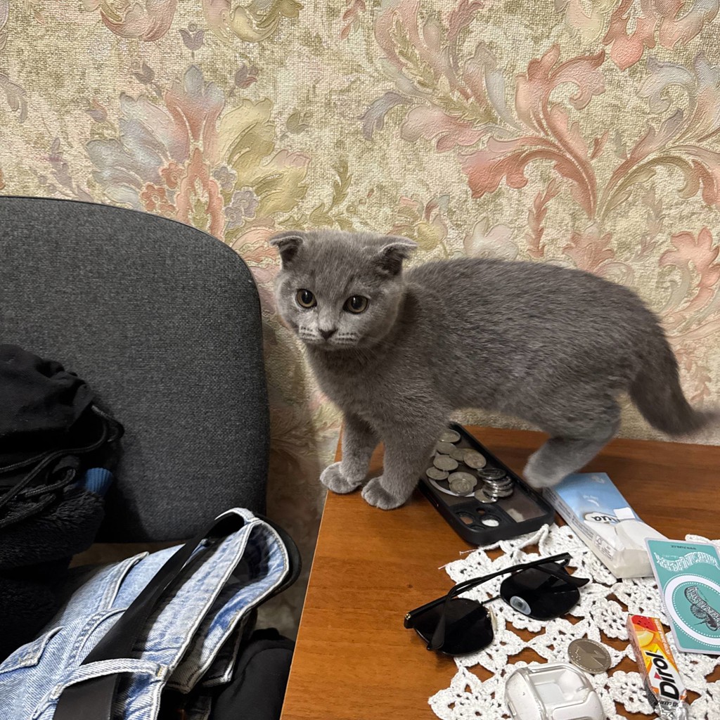 Шотландский вислоухий котенок