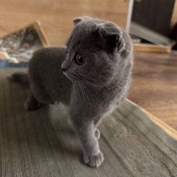 Шотландский вислоухий котенок - фото 2