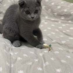 Шотландский вислоухий котенок - фото 3