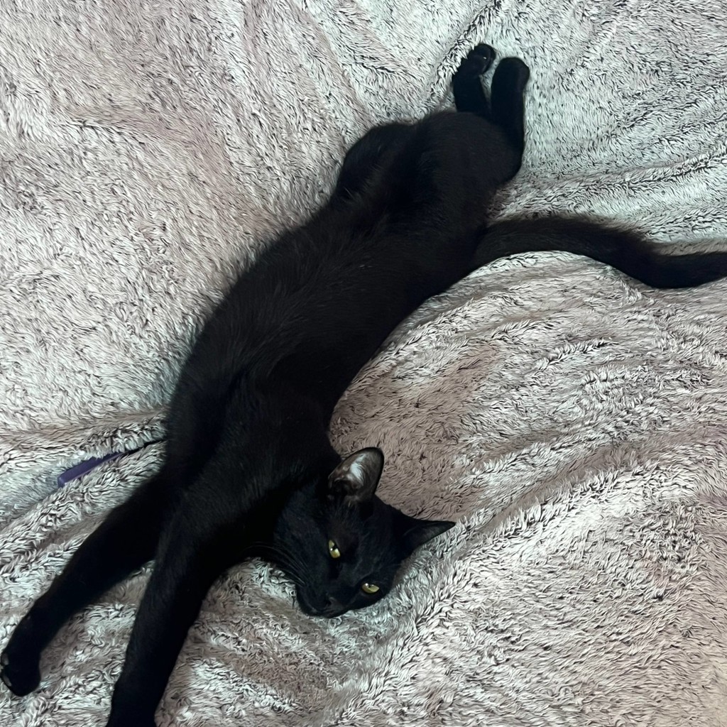 Котёнок