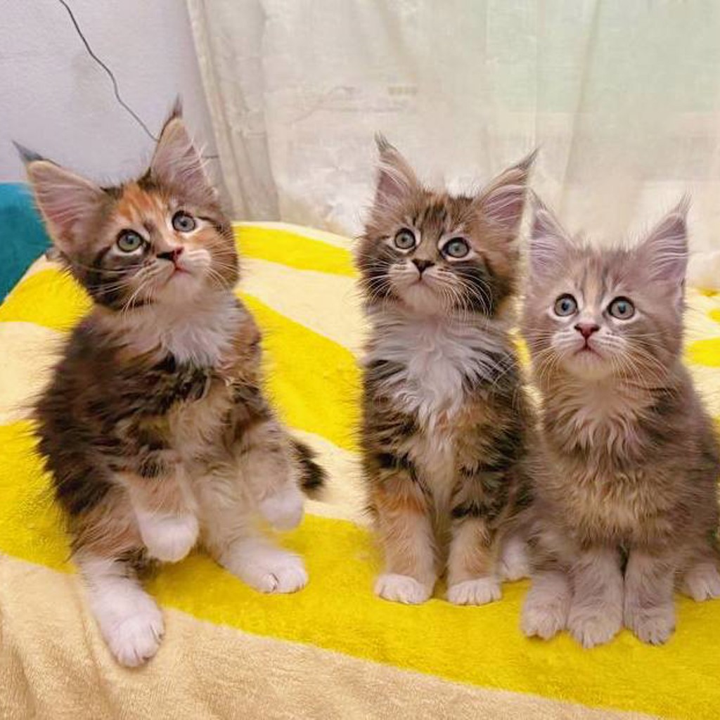Котята мейн-кун