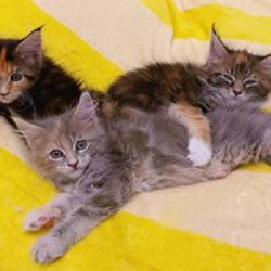 Котята мейн-кун - фото 2