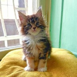 Котята мейн-кун - фото 3