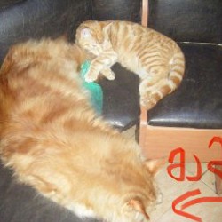 Котята мейн-кун - фото 7