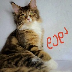 Котята мейн-кун - фото 8