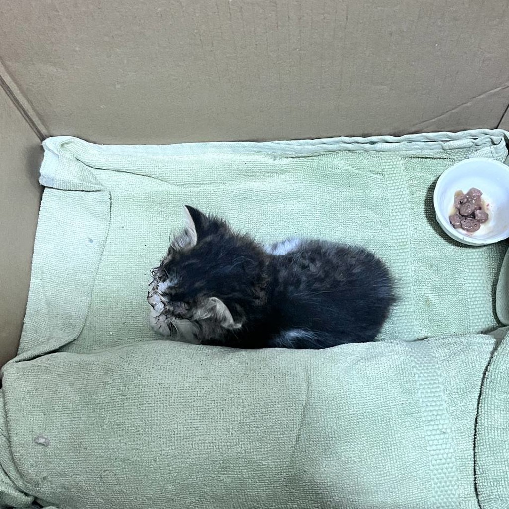 Котёнок
