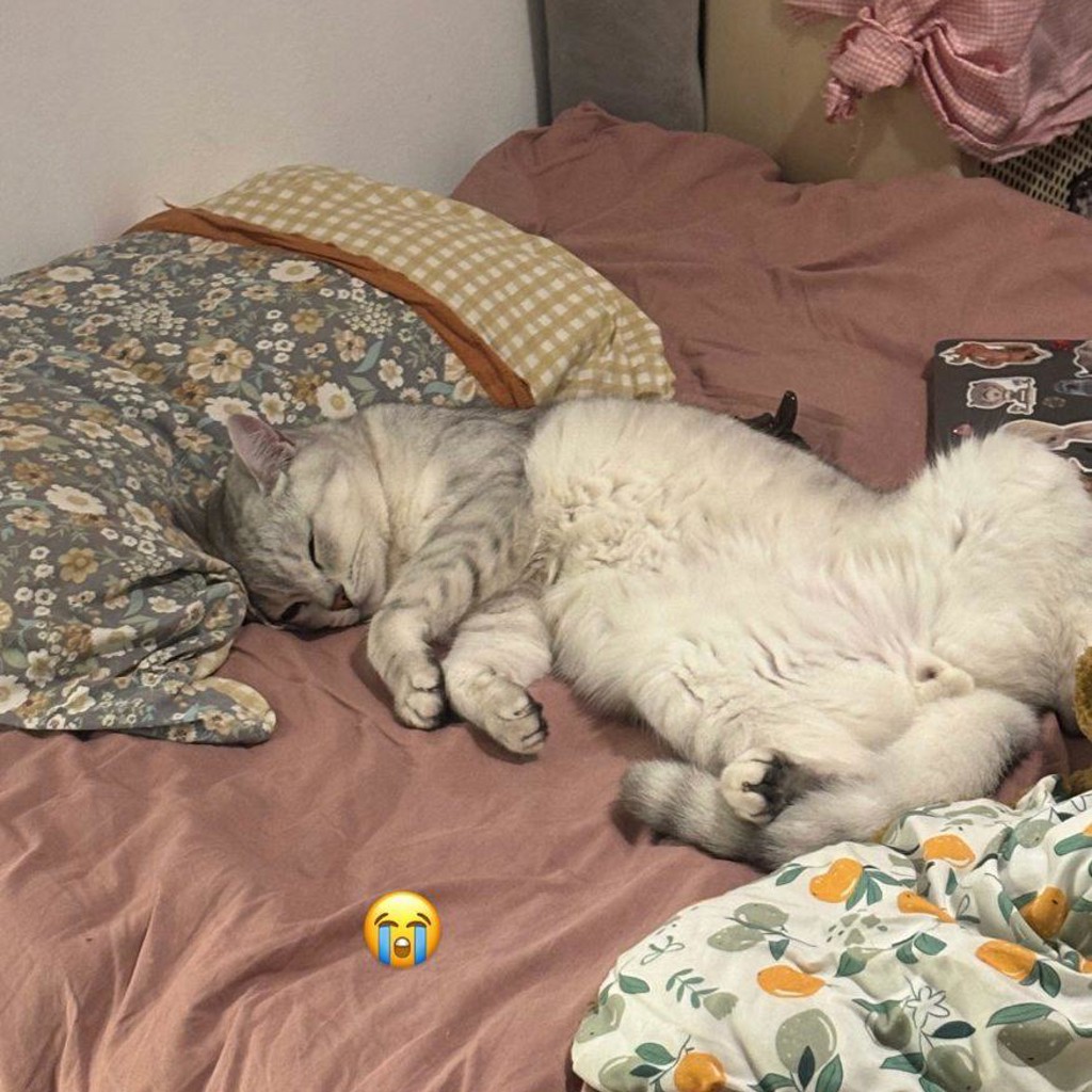 Госпитализация кота