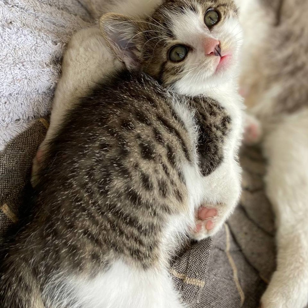 Котёнок