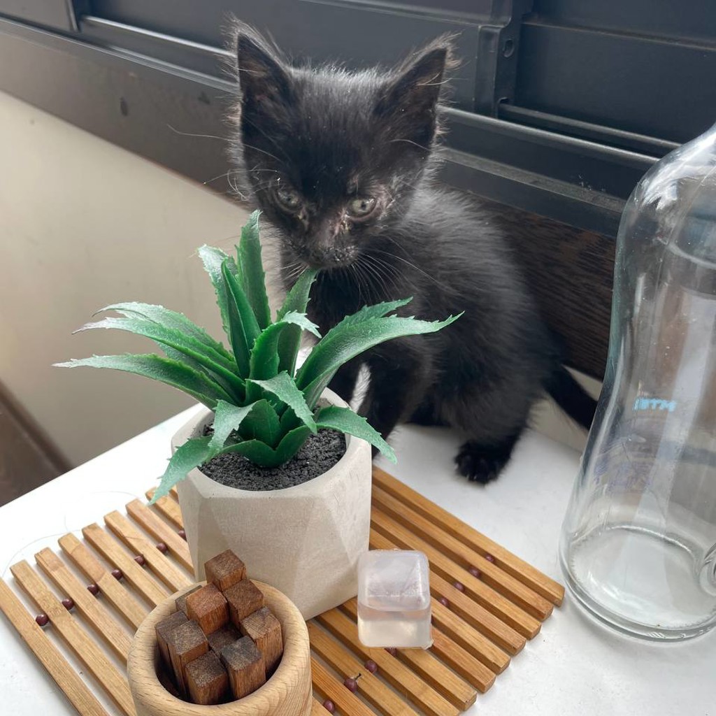 Котенок