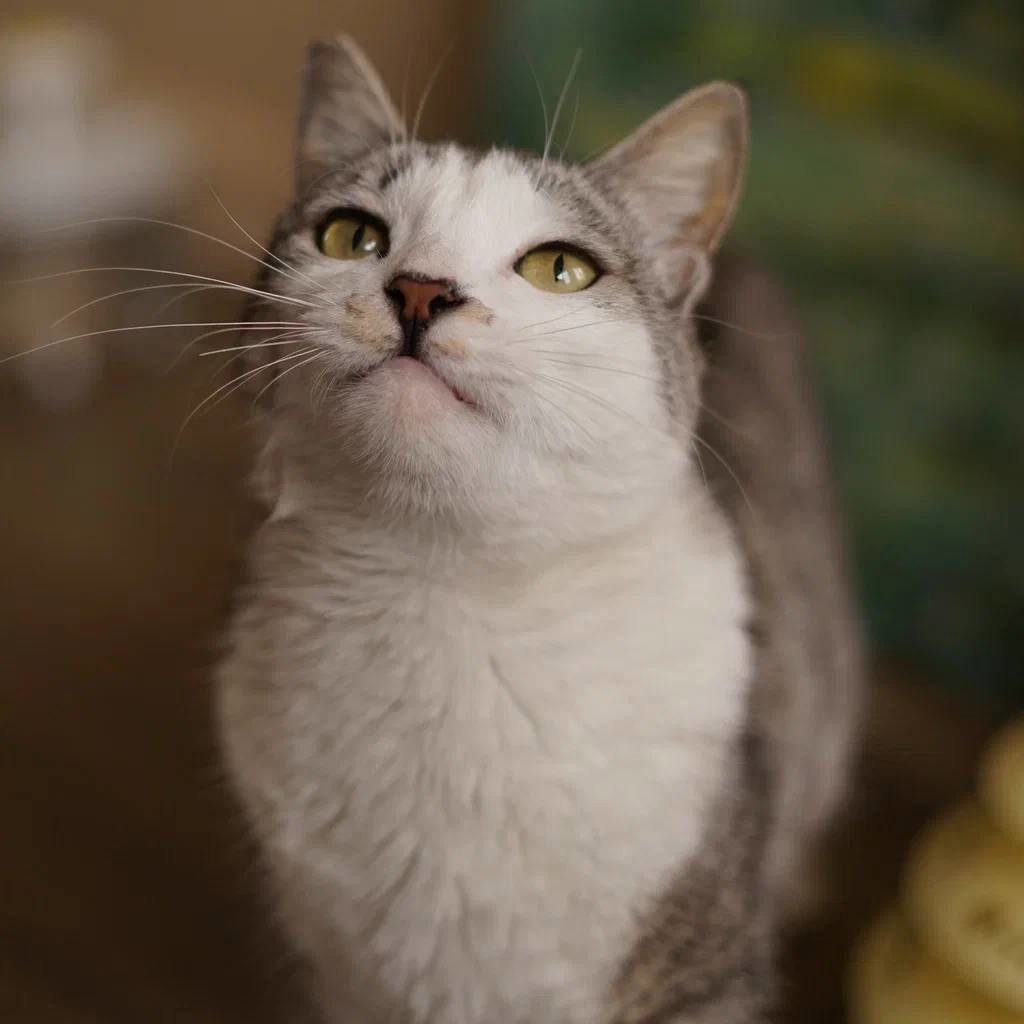 Мишель — кошка