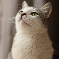 Мишель — кошка - фото 4