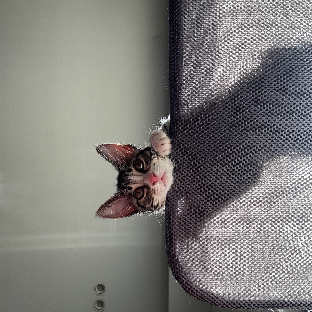 Котенок