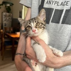 Котенок - фото 4