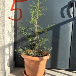 Кипарис - фото 4