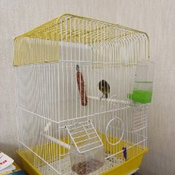 Канарейка - фото 2