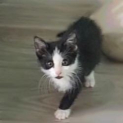 Домик для котенка - фото 1